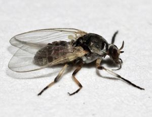 Insektenforum Insektenforum