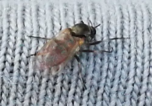 Kriebelmücken Bekämpfen, Verbreitung und vor Stich/Biss schützen